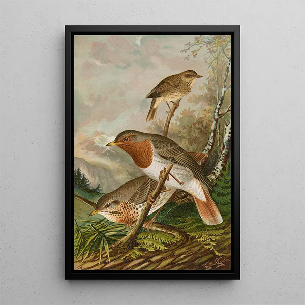 Johann Friedrich Naumann - Turdus ruficollis.webp