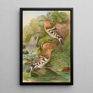 Johann Friedrich Naumann - Upupa epops.webp