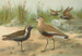 Vanellus gregarius Pall Charadrius dominicus St Muller - Johann Friedrich Naumann — vista dell’opera