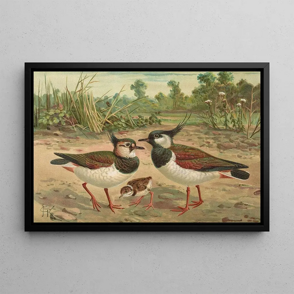 Johann Friedrich Naumann - Vanellus vanellus.webp