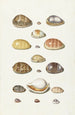 Coquilles de porcelaine - Johann Gustav Hoch — vista dell’opera