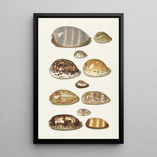 Johann Gustav Hoch - Elf grote en kleine tropische kaurie schelpen.webp