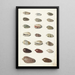Vingt coquillages tropicaux - Johann Gustav Hoch — quadro incorniciato alla parete