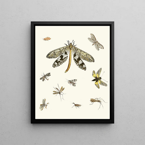 Johann Heinrich Sulzer - Dr Sulzers Short History of Insects Pl 24.webp