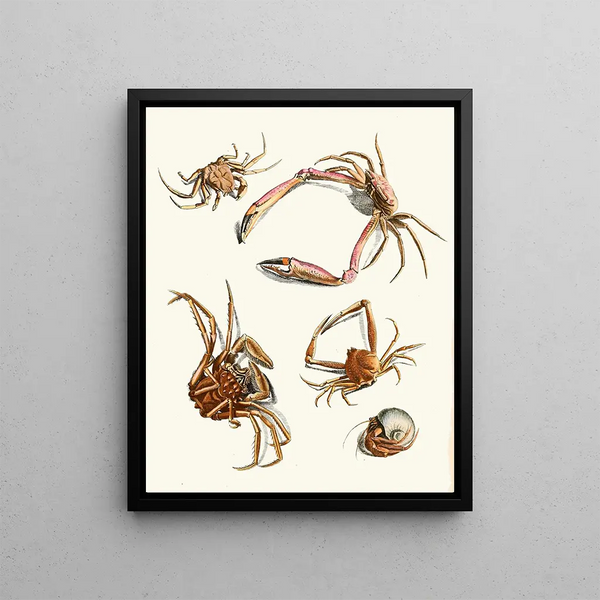 Johann Heinrich Sulzer - Dr Sulzers Short History of Insects Pl 30.webp