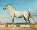 Mousse davanti a un muro basso - Johann Peter Krafft — vista dell’opera