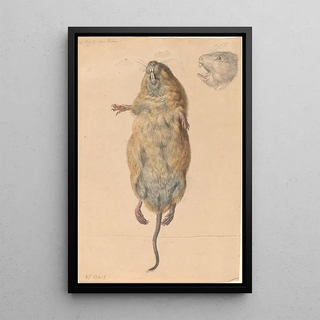 Johann Rudolph Schellenberg - A Field Mouse from Below.webp