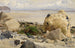 Plage rocheuse - Johann Wilhelm Schirmer — vista dell’opera