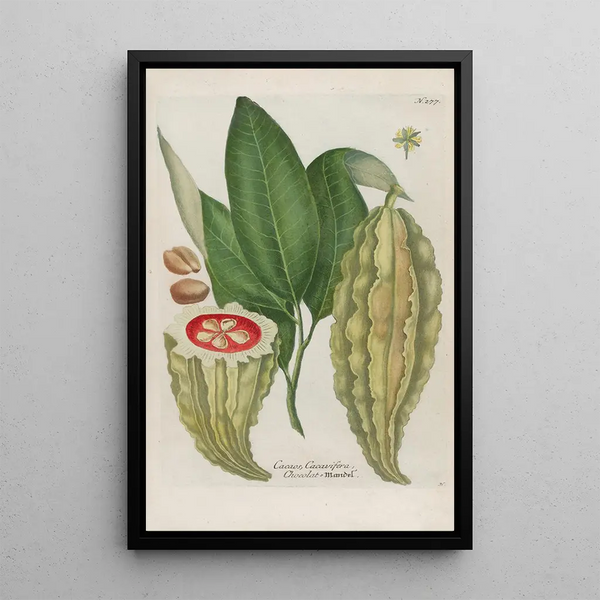 Johann Wilhelm Weinmann - Phytanthoza iconographia Pl002.webp