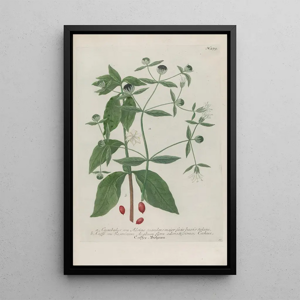 Johann Wilhelm Weinmann - Phytanthoza iconographia Pl004.webp
