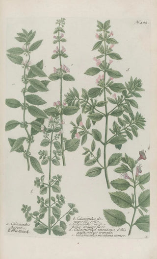 Johann Wilhelm Weinmann - Phytanthoza iconographia Pl005.webp