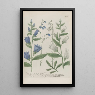 Johann Wilhelm Weinmann - Phytanthoza iconographia Pl010.webp