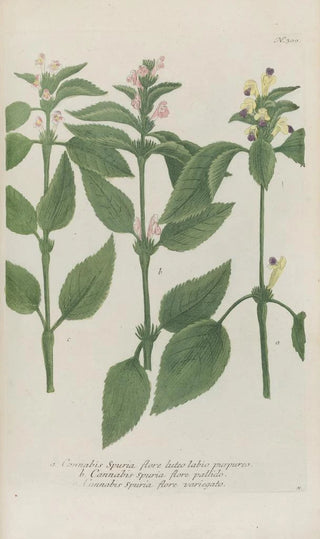 Johann Wilhelm Weinmann - Phytanthoza iconographia Pl023.webp