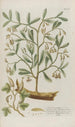 Phytanthoza iconographia Pl029 - Johann Wilhelm Weinmann — vista dell’opera