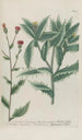 Phytanthoza iconographia Pl032 - Johann Wilhelm Weinmann — vista dell’opera
