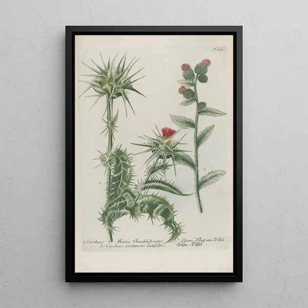 Johann Wilhelm Weinmann - Phytanthoza iconographia Pl036.webp