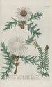 Phytanthoza iconographia Pl041 - Johann Wilhelm Weinmann — vista dell’opera