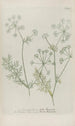 Phytanthoza iconographia Pl044 - Johann Wilhelm Weinmann — vista dell’opera