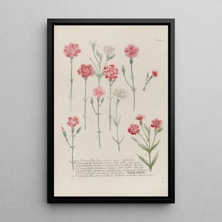 Johann Wilhelm Weinmann - Phytanthoza iconographia Pl053.webp