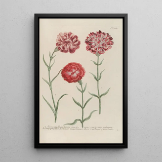 Johann Wilhelm Weinmann - Phytanthoza iconographia Pl058.webp