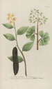 Phytanthoza iconographia Pl064 - Johann Wilhelm Weinmann — vista dell’opera
