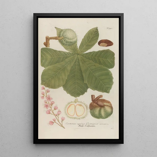 Johann Wilhelm Weinmann - Phytanthoza iconographia Pl065.webp