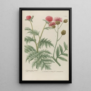 Johann Wilhelm Weinmann - Phytanthoza iconographia Pl070.webp