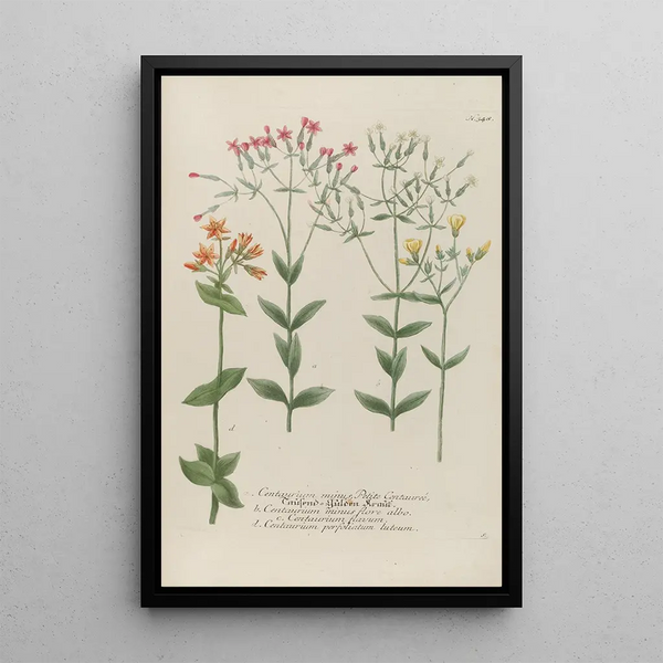 Johann Wilhelm Weinmann - Phytanthoza iconographia Pl071.webp