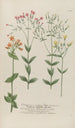 Phytanthoza iconographia Pl071 - Johann Wilhelm Weinmann — vista dell’opera