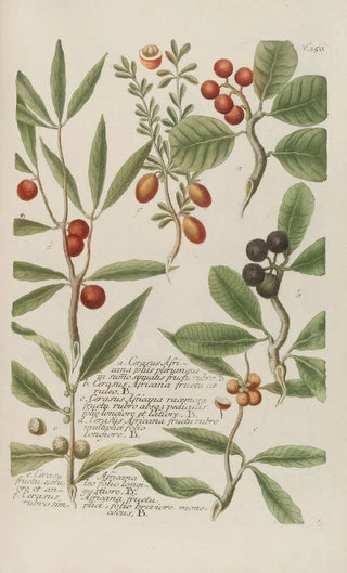 Johann Wilhelm Weinmann - Phytanthoza iconographia Pl073.webp