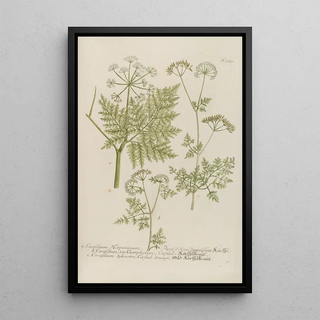 Johann Wilhelm Weinmann - Phytanthoza iconographia Pl076.webp