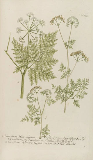 Johann Wilhelm Weinmann - Phytanthoza iconographia Pl076.webp