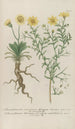 Phytanthoza iconographia Pl093 - Johann Wilhelm Weinmann — vista dell’opera