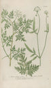 Phytanthoza iconographia Pl107 - Johann Wilhelm Weinmann — vista dell’opera