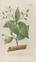 Phytanthoza iconographia Pl108 - Johann Wilhelm Weinmann — vista dell’opera