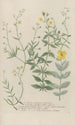 Phytanthoza iconographia Pl113 - Johann Wilhelm Weinmann — vista dell’opera