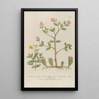 Johann Wilhelm Weinmann - Phytanthoza iconographia Pl114.webp