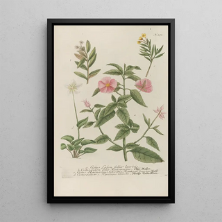 Johann Wilhelm Weinmann - Phytanthoza iconographia Pl115.webp