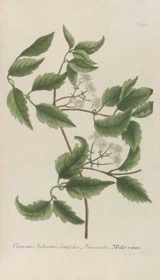 Johann Wilhelm Weinmann - Phytanthoza iconographia Pl116.webp