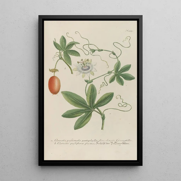 Johann Wilhelm Weinmann - Phytanthoza iconographia Pl118.webp