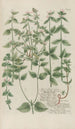 Phytanthoza iconographia Pl122 - Johann Wilhelm Weinmann — vista dell’opera