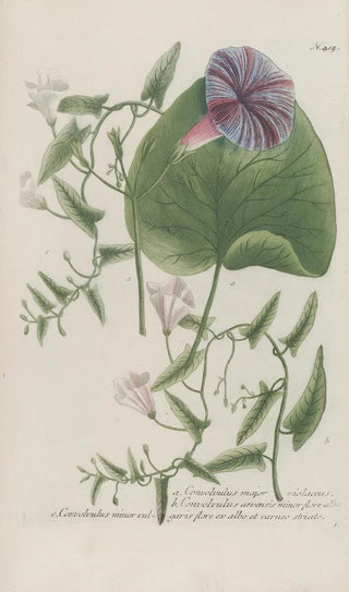 Johann Wilhelm Weinmann - Phytanthoza iconographia Pl138.webp