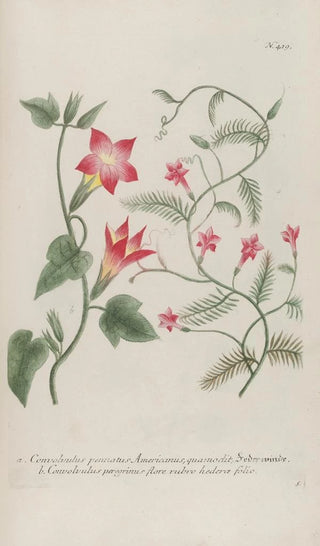 Johann Wilhelm Weinmann - Phytanthoza iconographia Pl142.webp