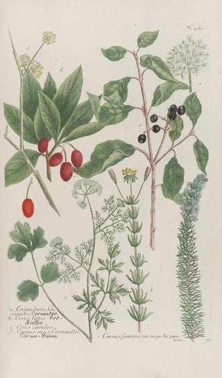 Johann Wilhelm Weinmann - Phytanthoza iconographia Pl152.webp