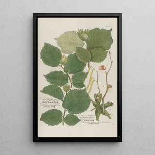 Johann Wilhelm Weinmann - Phytanthoza iconographia Pl154.webp