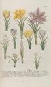 Phytanthoza iconographia Pl161 - Johann Wilhelm Weinmann — vista dell’opera