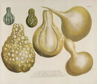 Phytanthoza iconographia Pl. 166 - Johann Wilhelm Weinmann — vista dell’opera