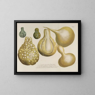Phytanthoza iconographia Pl. 166 - Johann Wilhelm Weinmann — quadro incorniciato alla parete