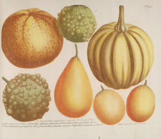 Johann Wilhelm Weinmann - Phytanthoza iconographia Pl169.webp