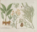 Phytanthoza iconographia Pl. 171 - Johann Wilhelm Weinmann — vista dell’opera